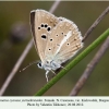 polyommatus cyaneus yurinekrutenko female 1